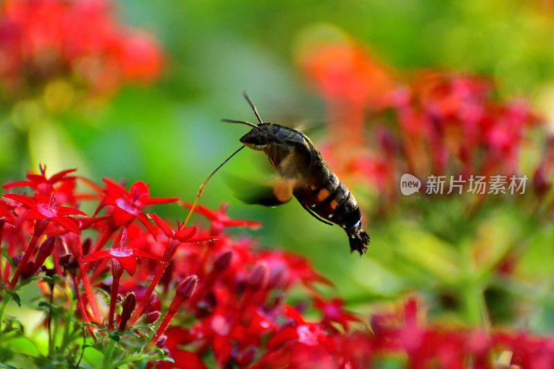 Pentas lanceolata和蜂鸟鹰蛾